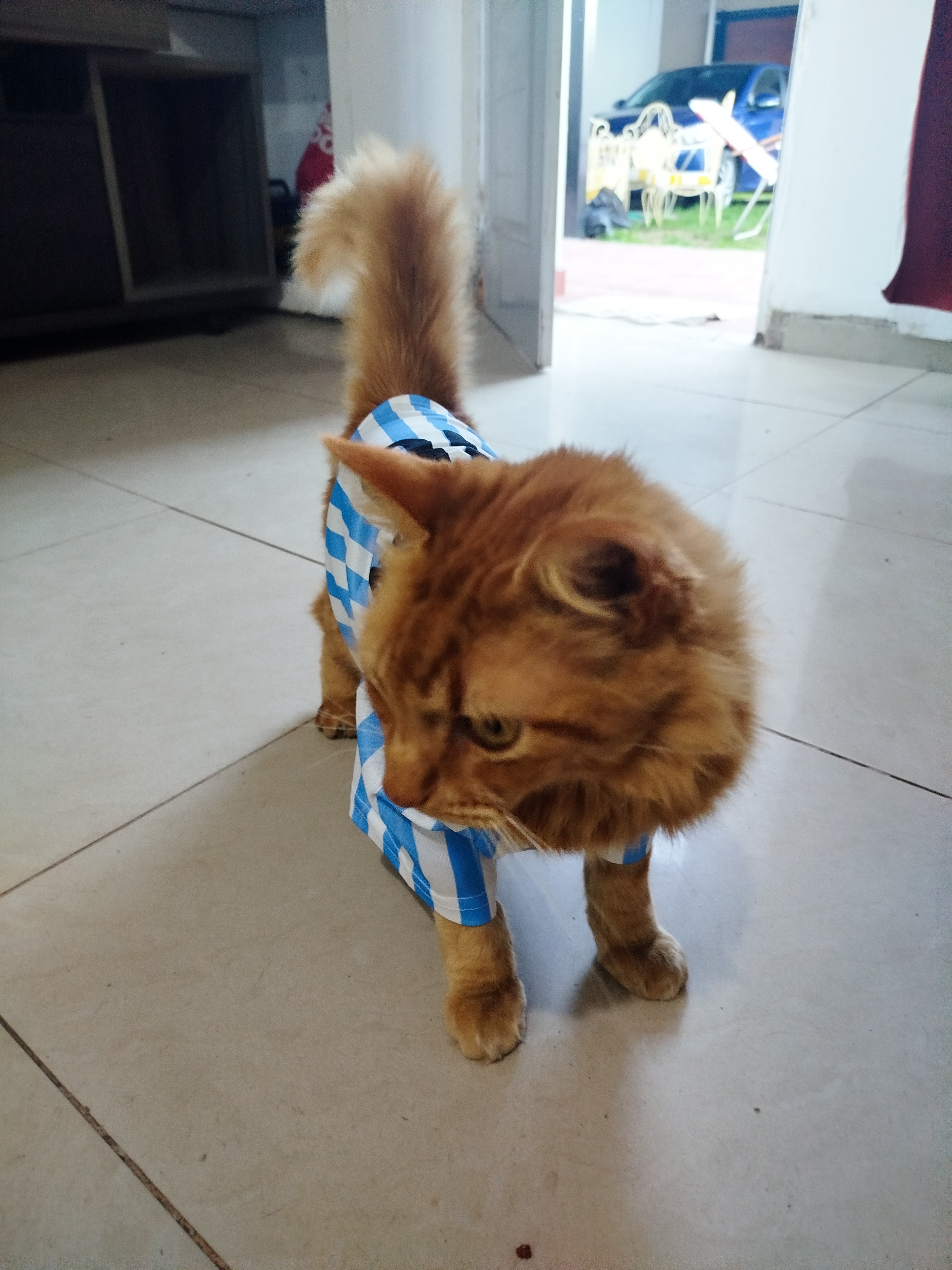 Simba
